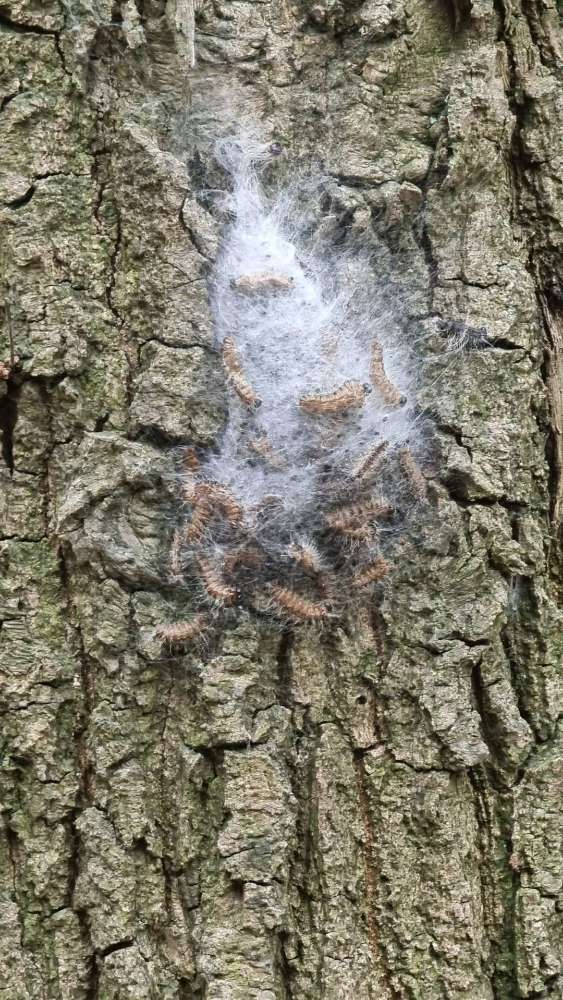 Giftköder-Eichenprozessionsspinner-Profilbild