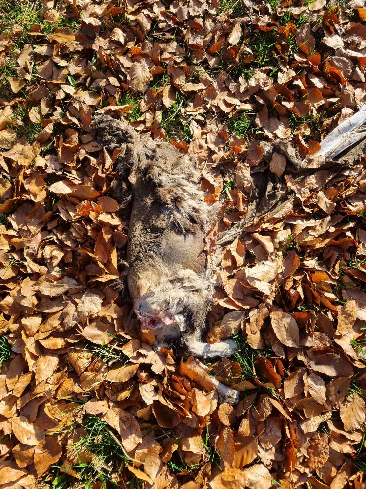 Giftköder-Totes Tier (Katze?)-Profilbild