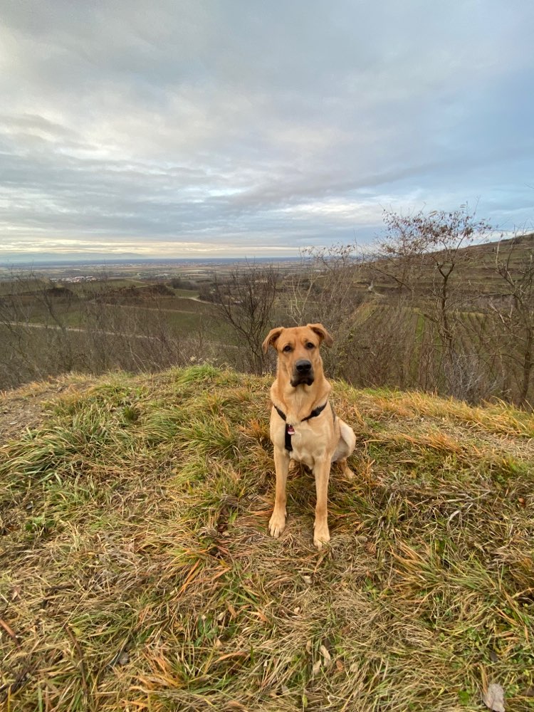Hundetreffen-Für unseren Kangal/Labrador Mix Rüden gerne freundliche Begegnungen-Profilbild