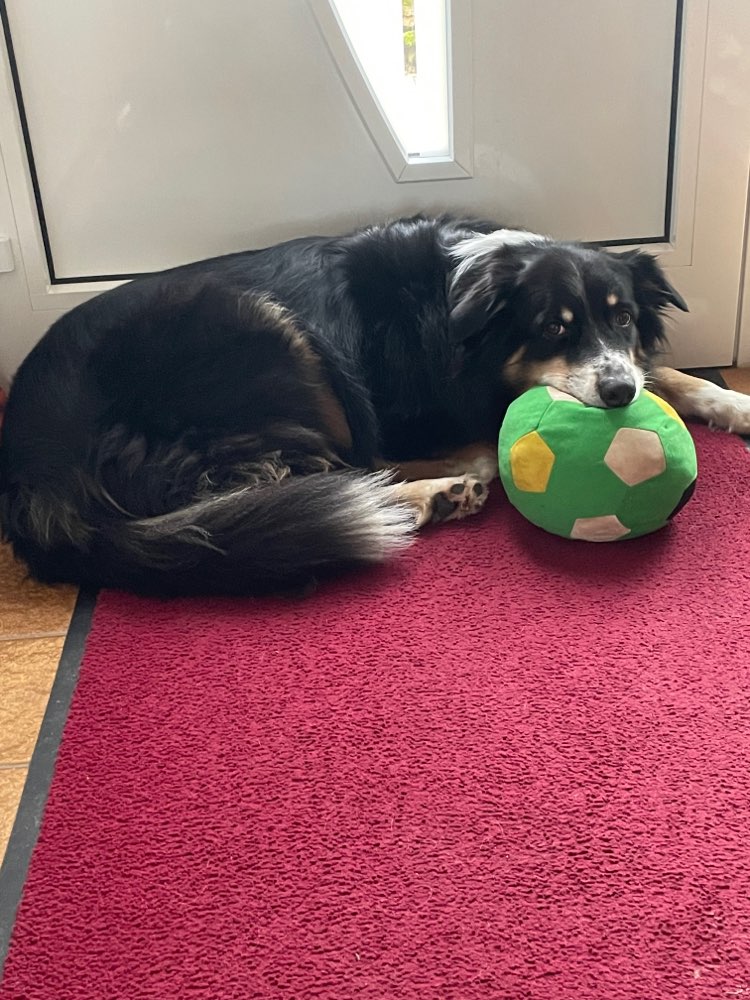 Hundetreffen-Gassi Treffen!-Profilbild