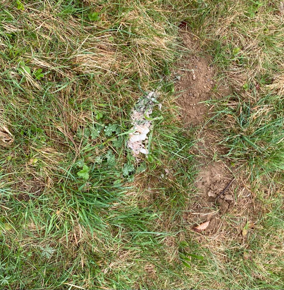 Giftköder-Möglicher Giftköder-Profilbild