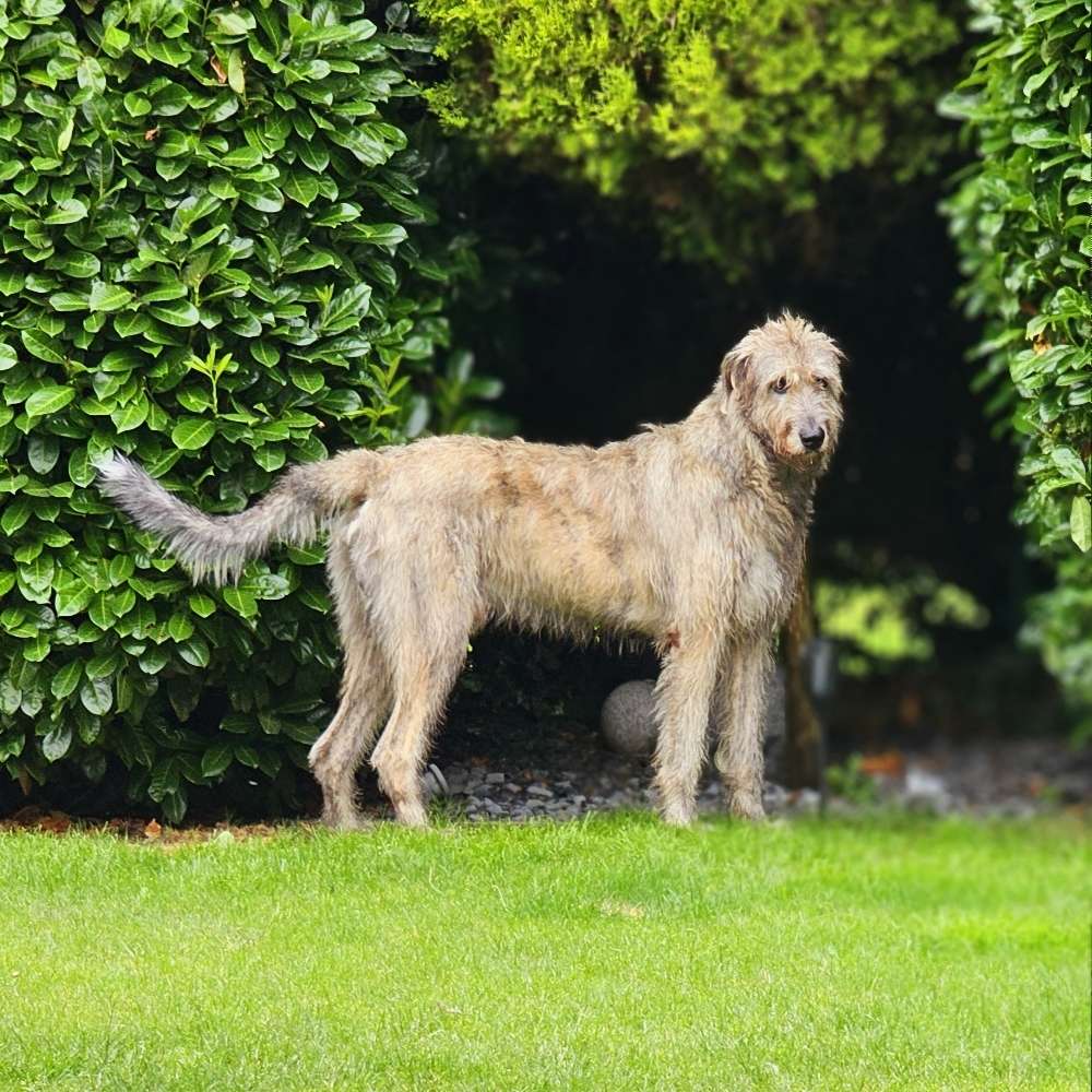 Hundetreffen-Gemeinsames spazieren mit dem Iren 🐕-Profilbild