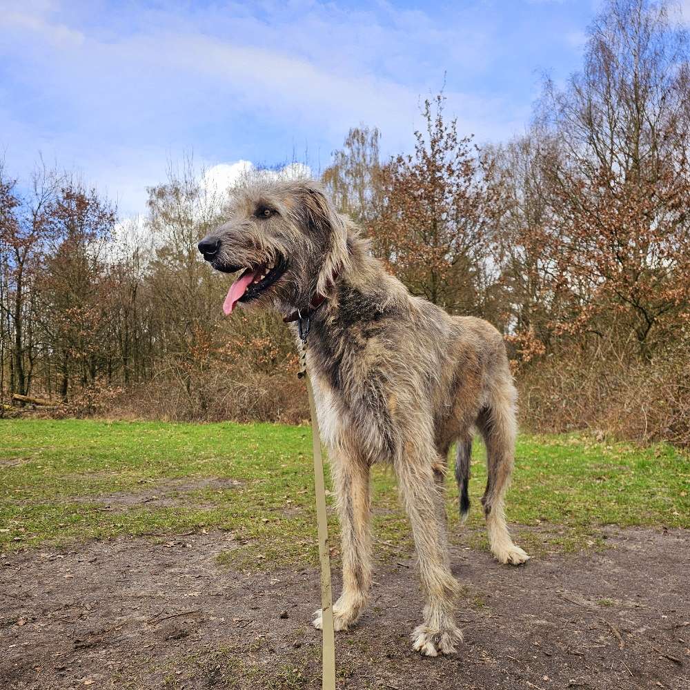 Hundetreffen-Spazieren gehen und flitzen 🐕-Profilbild