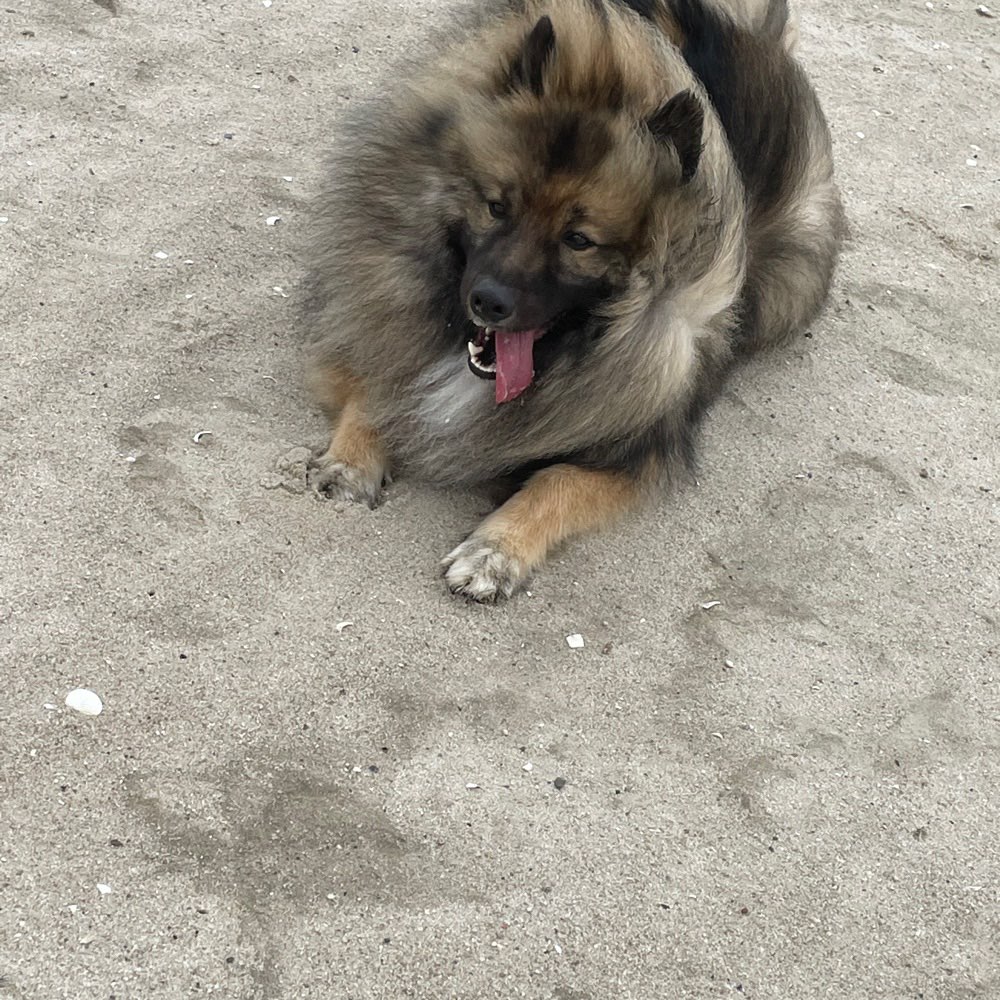 Hundetreffen-Spielrunde-Profilbild