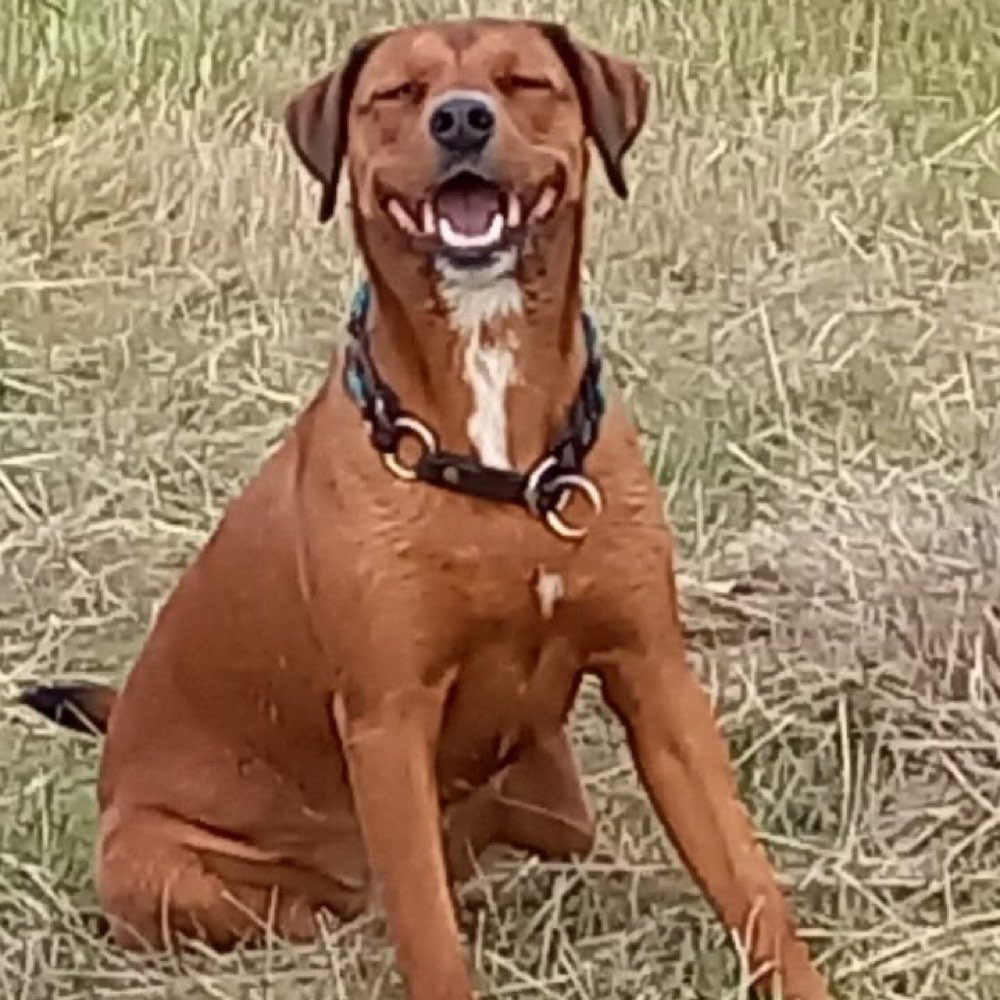 Hundetreffen-Gassi oder Spielrunde-Profilbild