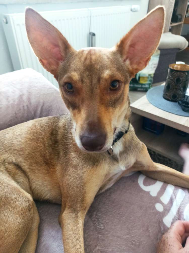 Hundetreffen-Trainings- und Spielgefährten/in-Profilbild