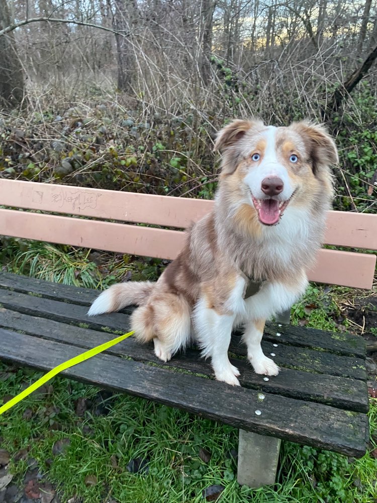 Hundetreffen-Gassi-/ Trainingspartner-Profilbild