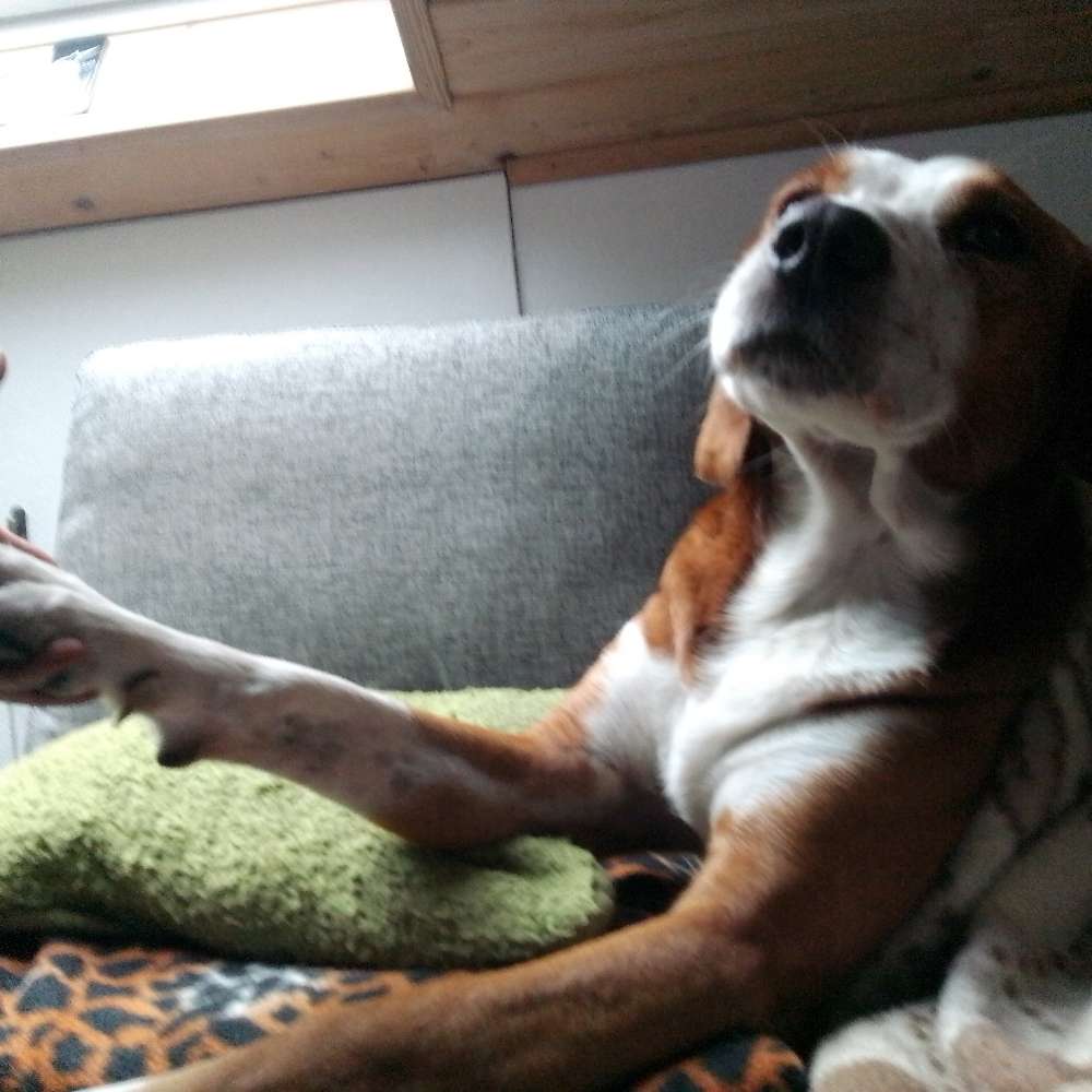 Hundetreffen-Treff weilheim-schongau-Profilbild