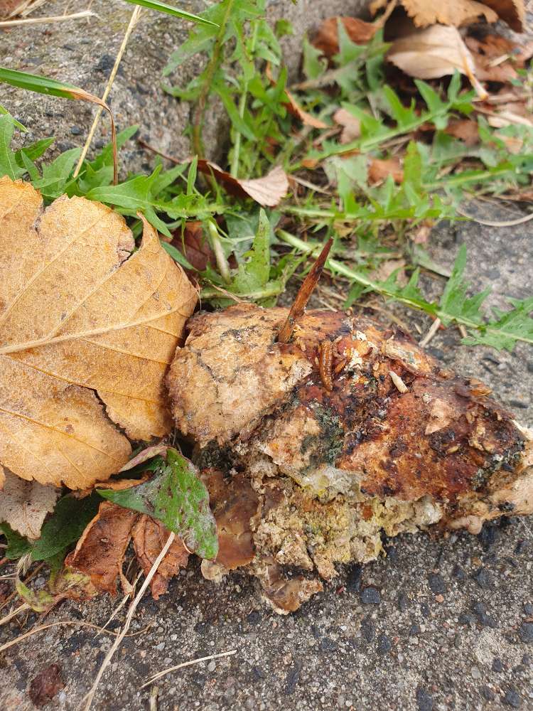 Giftköder-Köder mit Zahnstochern-Profilbild