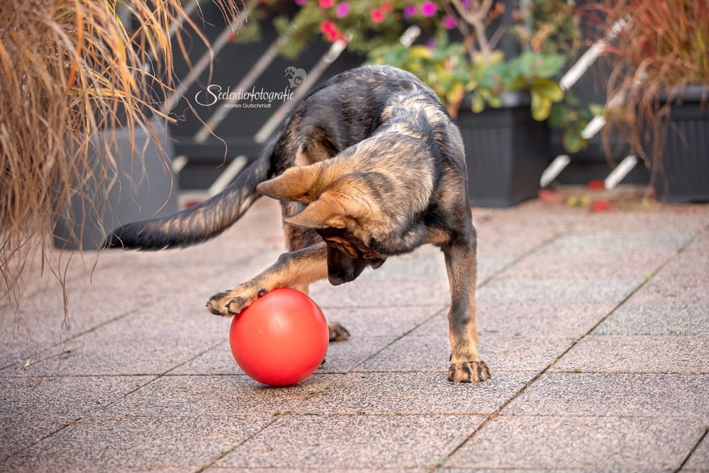Hundetreffen-Junghundetreffen um Eschwege/Wanfried-Profilbild