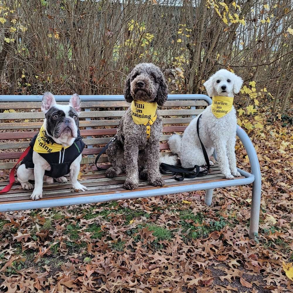 Hundetreffen-Trainingsspaziergänge/ entspannte Spaziergänge-Profilbild