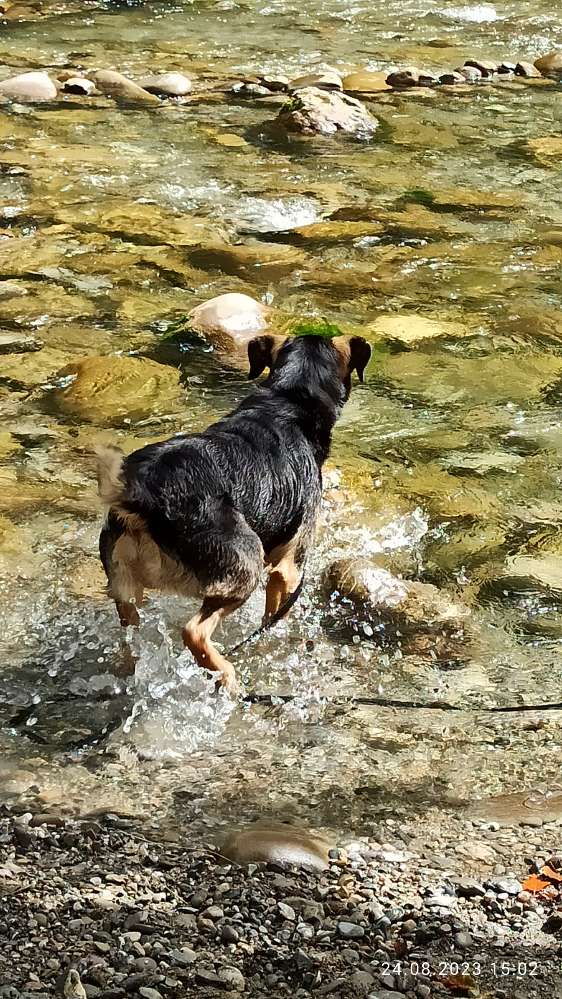 Hundetreffen-Social Walk und gemeinsam spielen-Profilbild