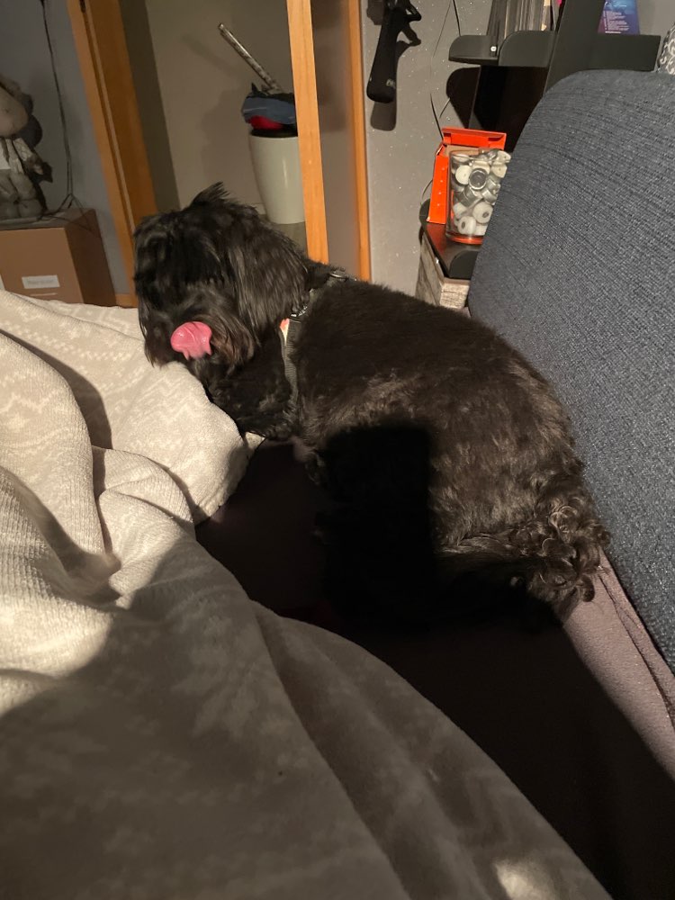 Hundetreffen-Gassirunde mit Luna-Profilbild