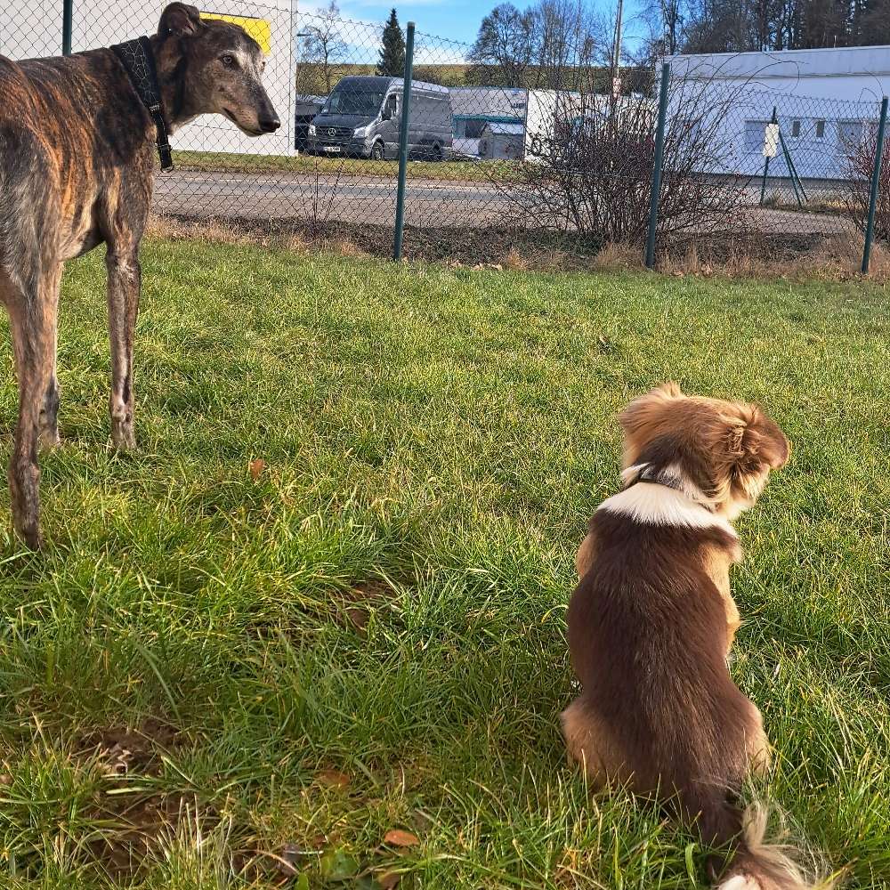 Hundetreffen-Gassi Runde-Profilbild