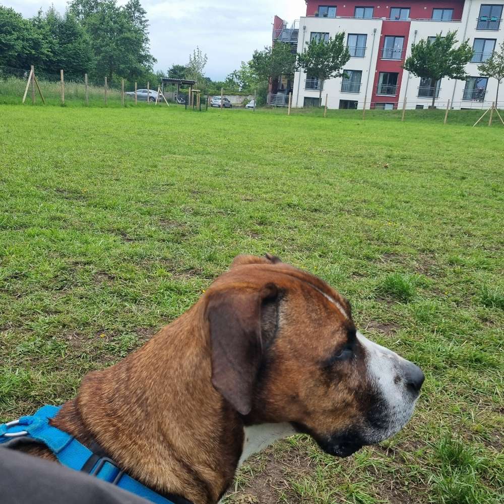 Hundetreffen-Spielrunde im Hundeauslauf Gettorf-Profilbild