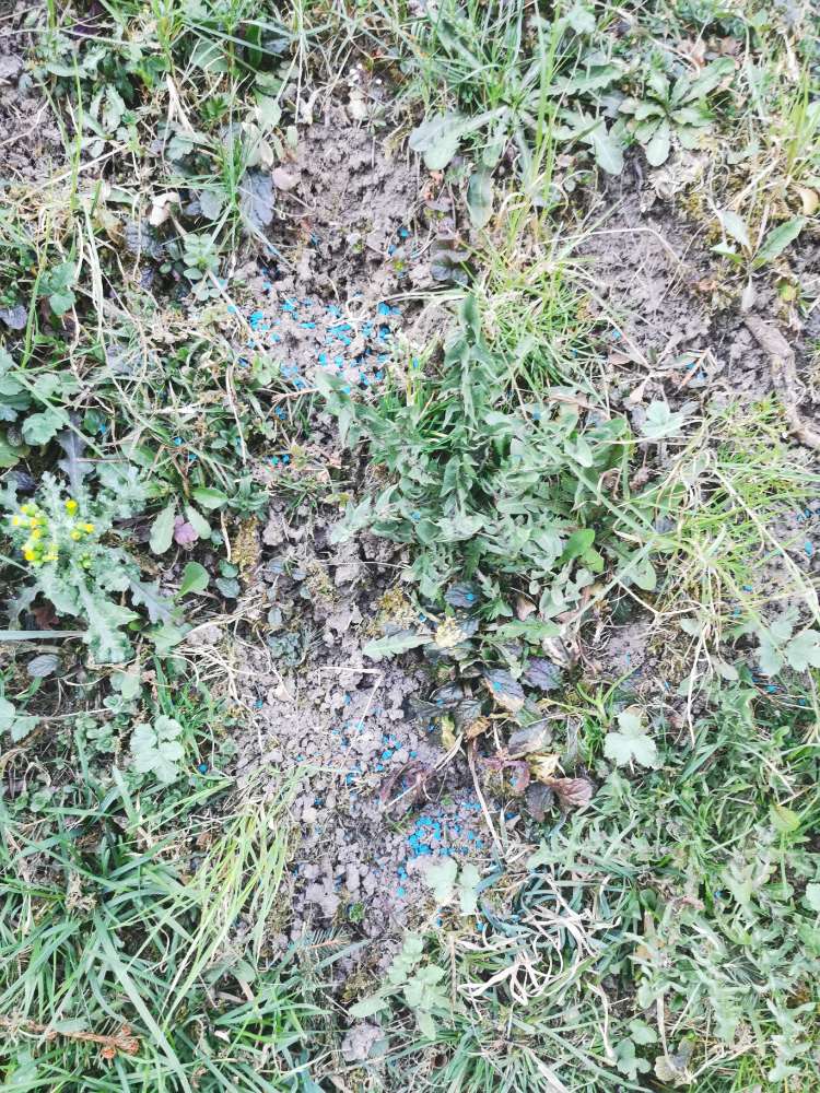 Giftköder-Schneckenkorn-Profilbild