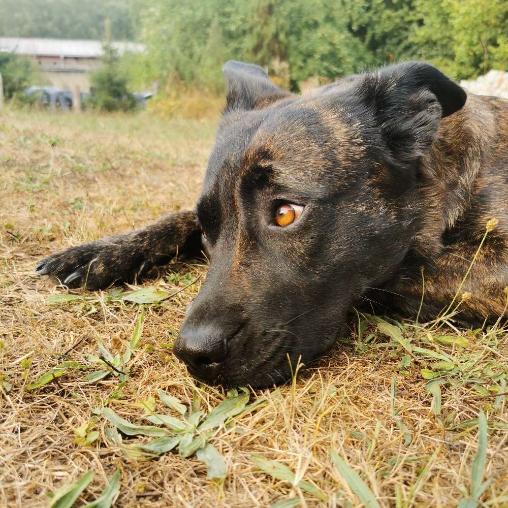 Hundetreffen-Training, Hundebegegnung an der Leine-Profilbild