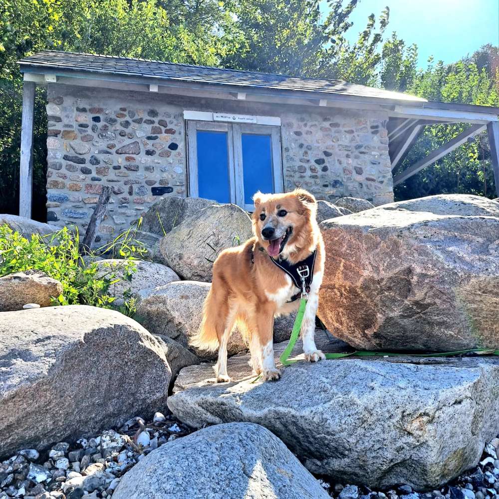 Hundetreffen-Gemeinsame Gassirunden-Profilbild