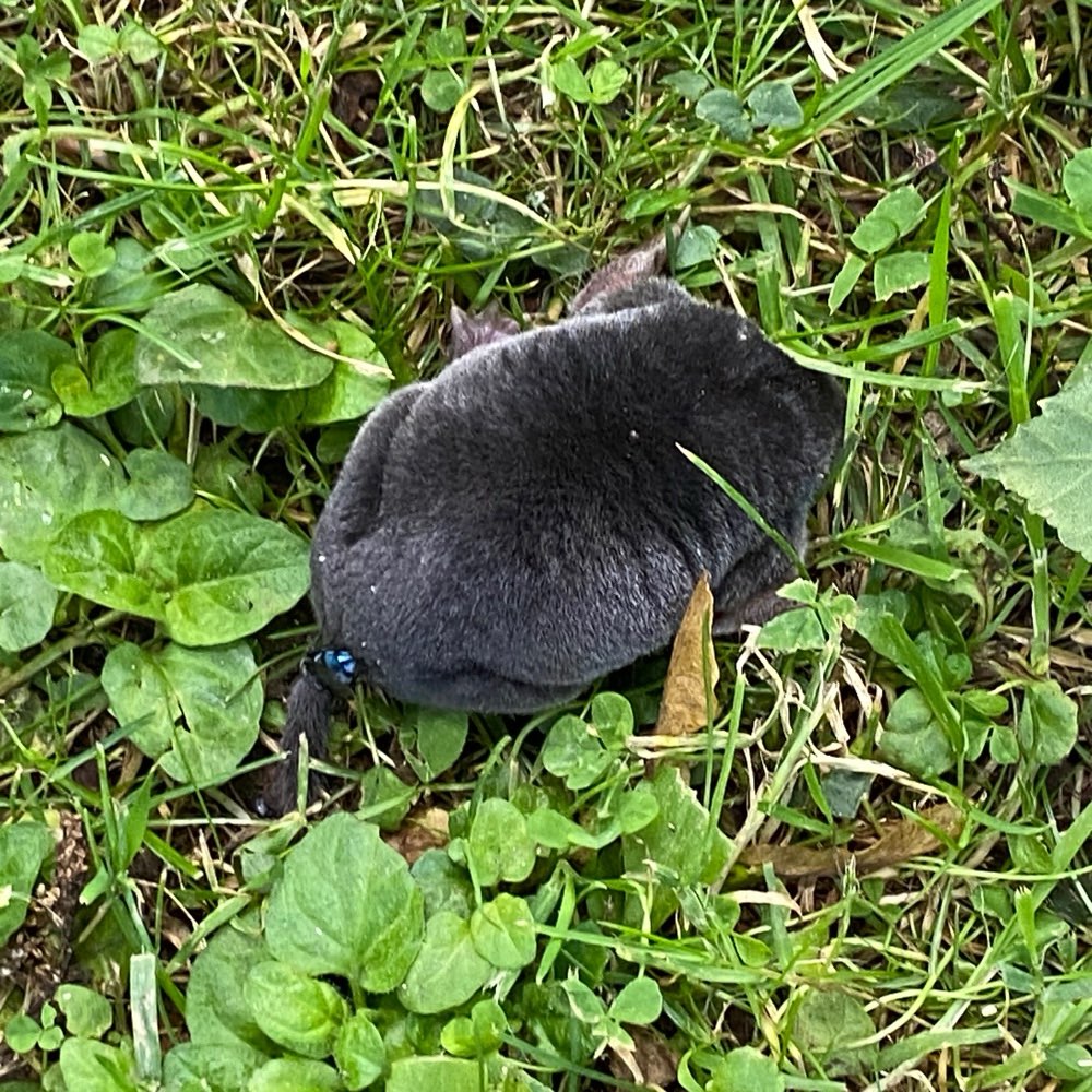 Giftköder-Tote Maulwürfe, eventuell vergiftet-Profilbild