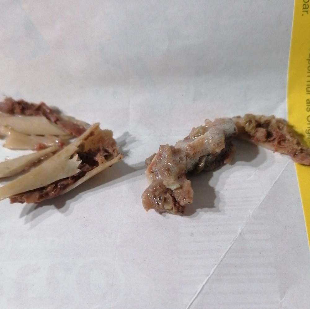 Giftköder-Giftköder-Profilbild