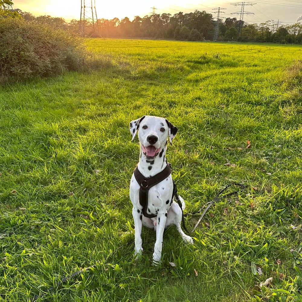 Hundetreffen-Gassipartner gesucht-Profilbild