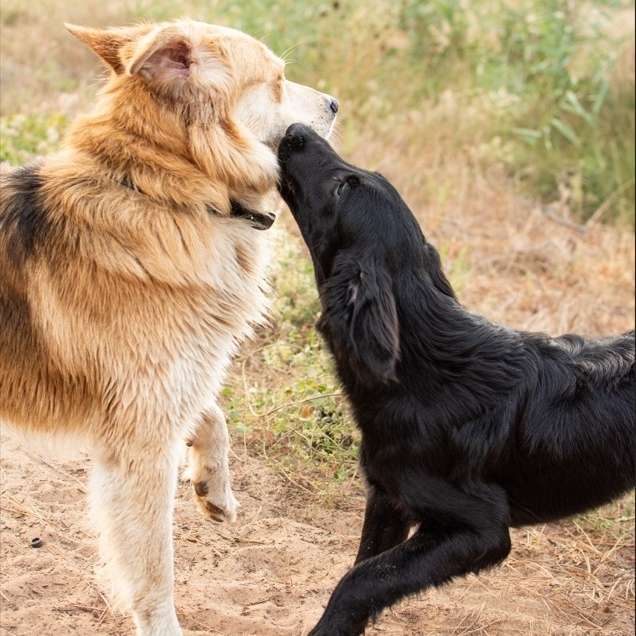 Hundetreffen-Gemeinsames Training und Social Walk-Profilbild