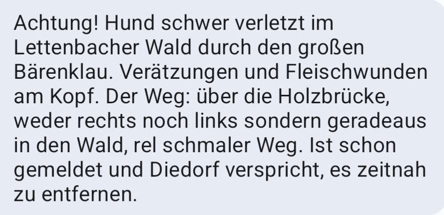 Giftköder-Riesen Bärenklau-Profilbild