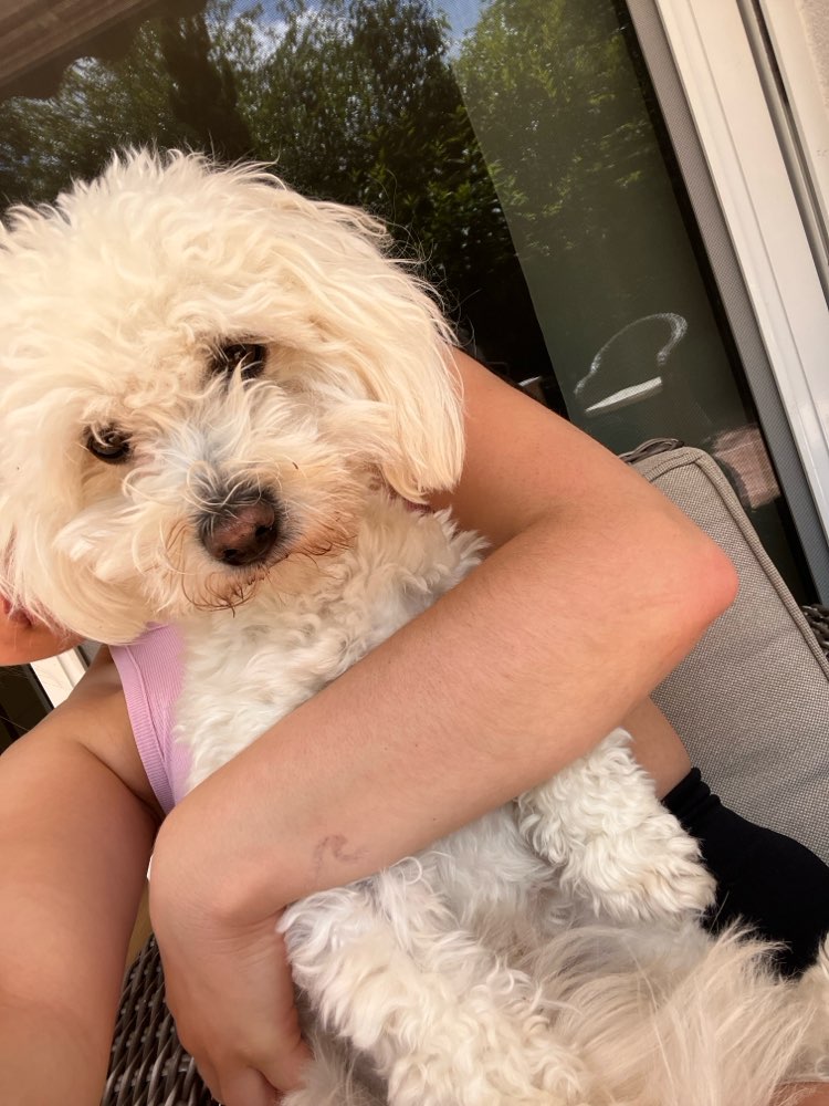 Hundetreffen-Gassi und Spielerunden-Profilbild
