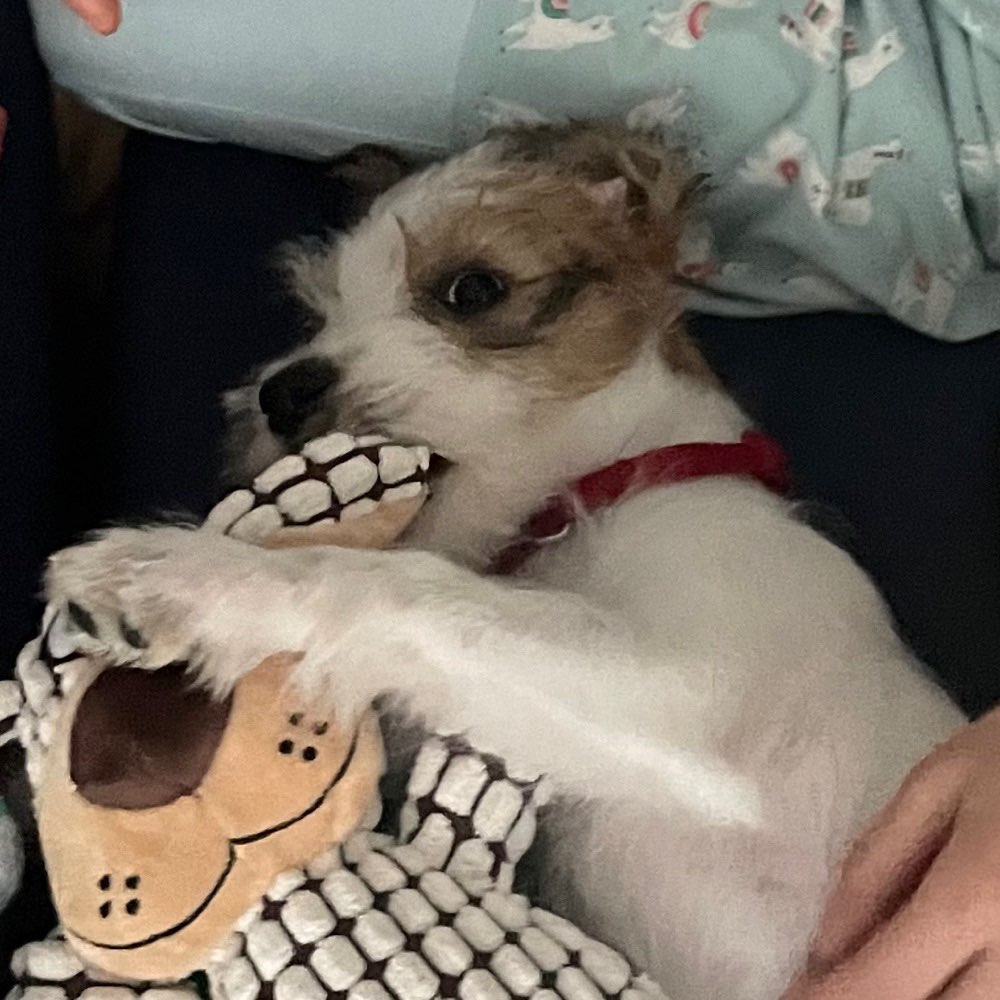 Hundetreffen-Welpentreffen auf Finkenwerder-Profilbild