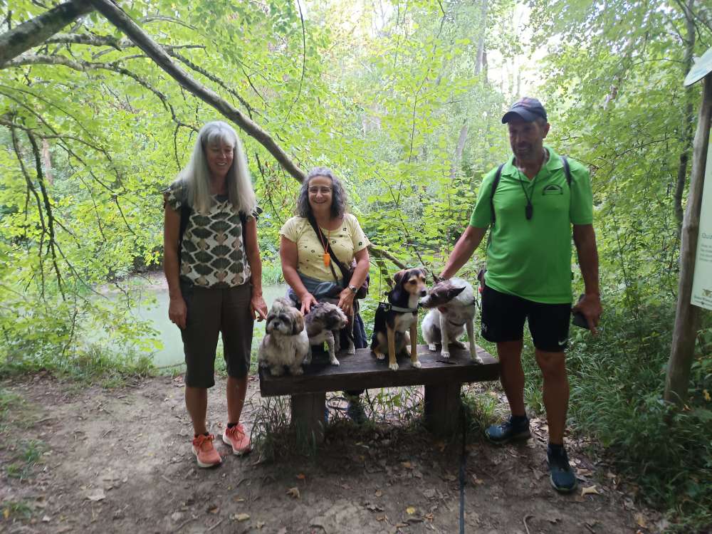 Hundetreffen-Sonntägliche Gassirunde-Profilbild