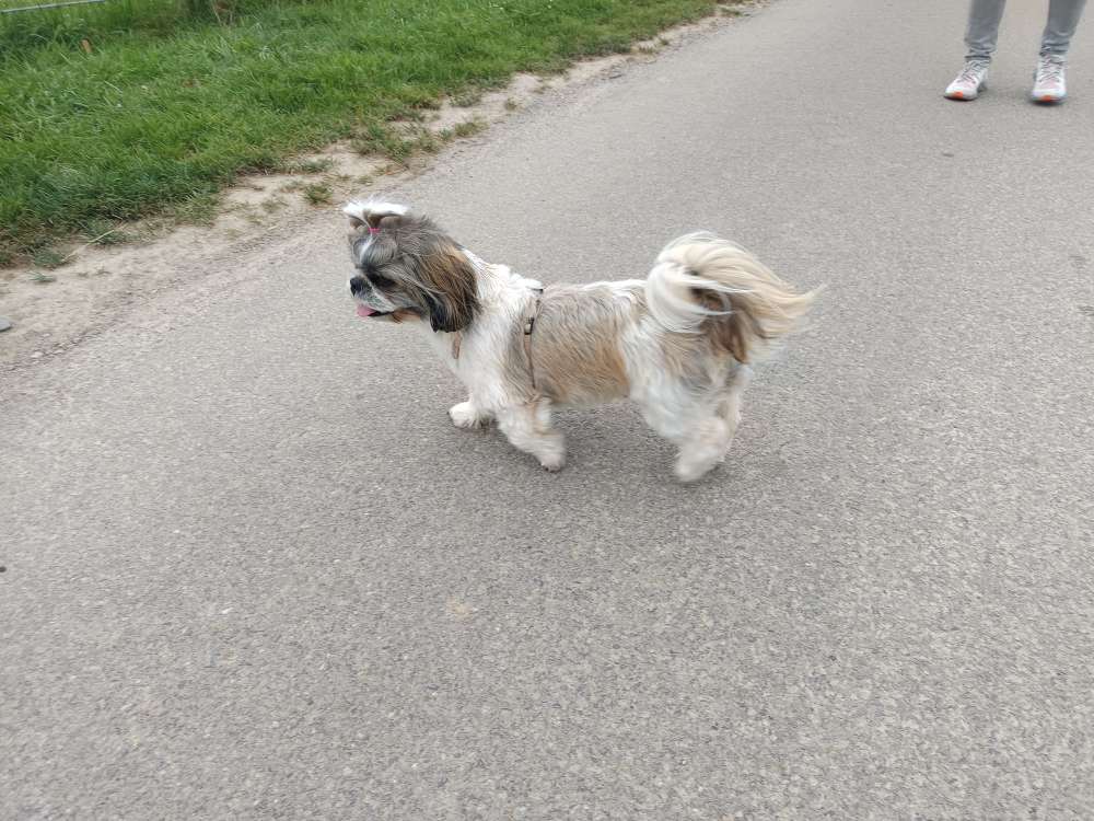 Hundetreffen-Gassirunde-Profilbild