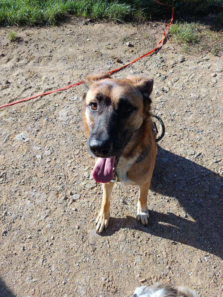 Hundetreffen-Gassirunde bei Heuweiler-Profilbild