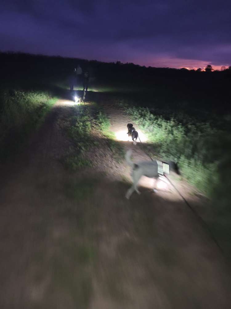 Hundetreffen-Spontane Gassirunde-Profilbild