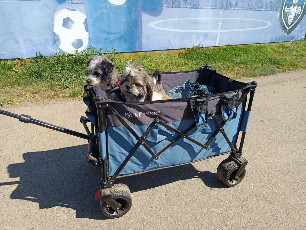 Hundetreffen-Hundewanderung-Profilbild