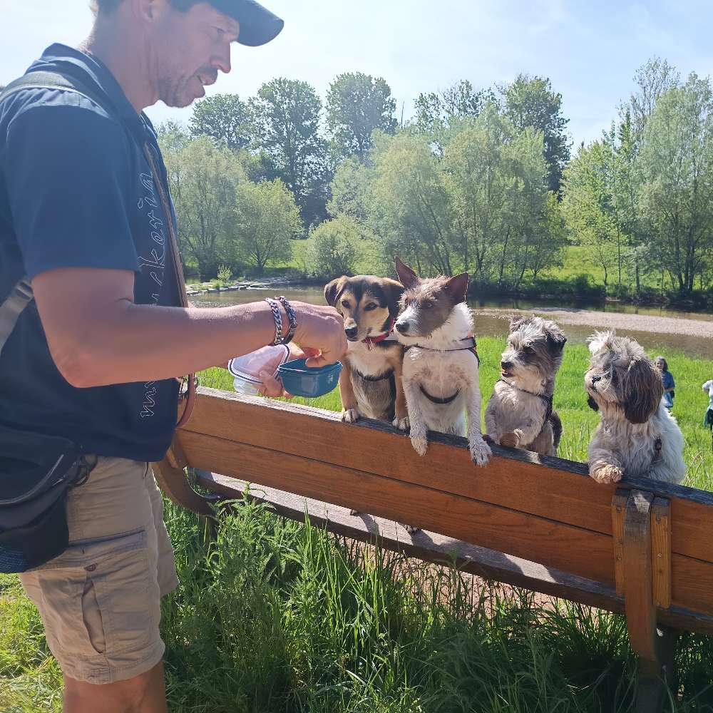 Hundetreffen-1 Mai Hundewanderung-Profilbild