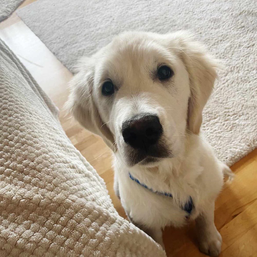 Hundetreffen-Suchen Spielbuddy-Profilbild