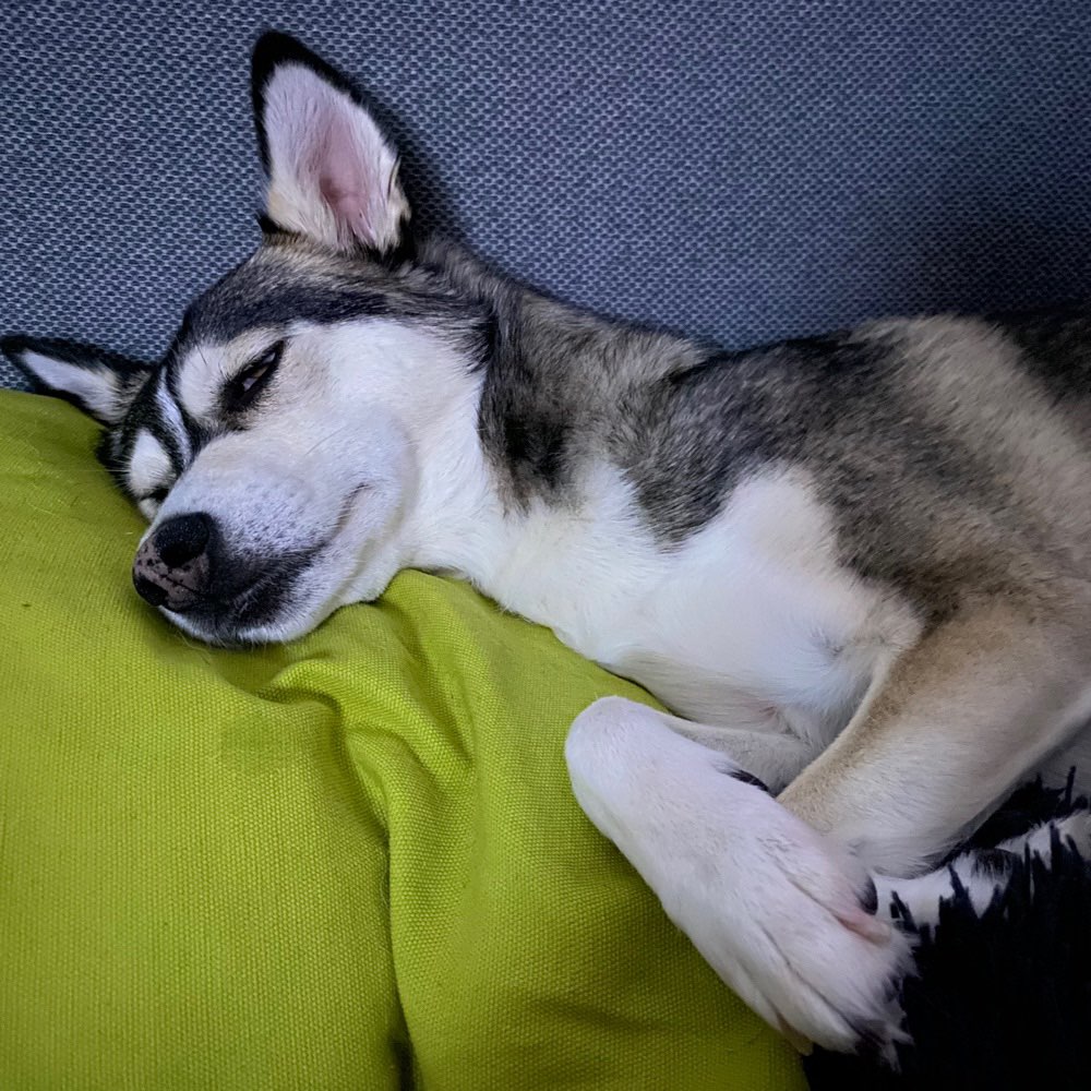 Hundetreffen-Spazieren gehen-Profilbild