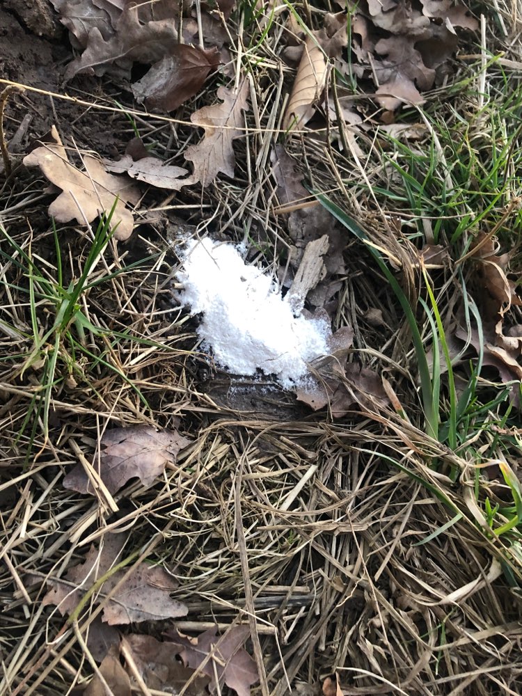 Giftköder-Mögliches Gift-Profilbild