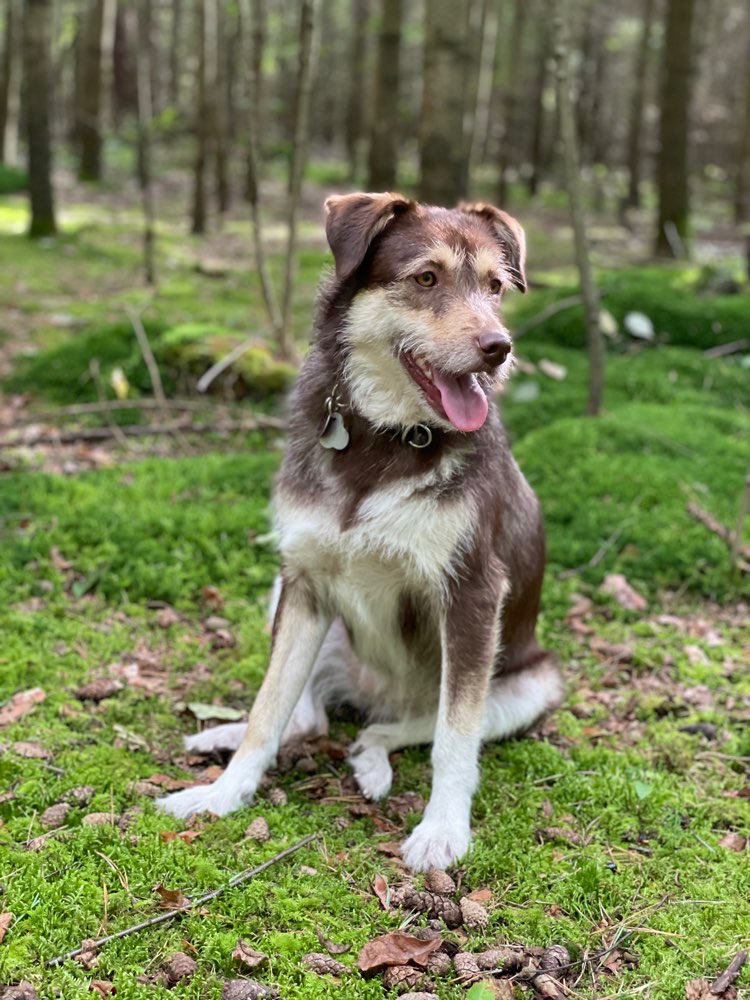 Hundetreffen-Spiel- und Gassitreffen-Profilbild