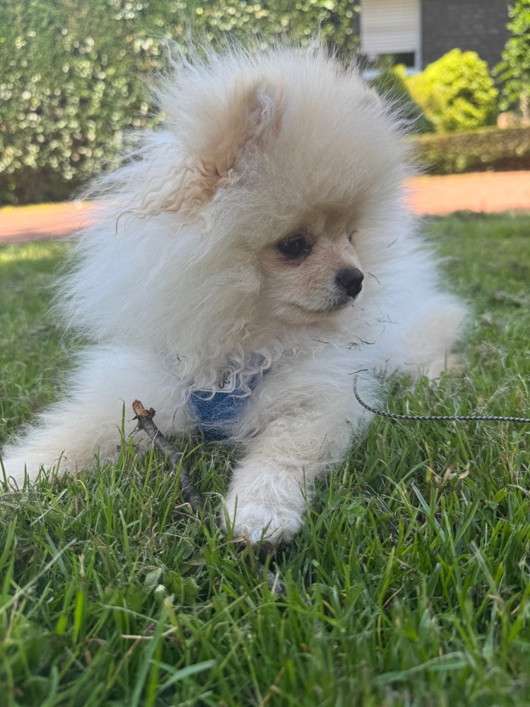 Hundetreffen-Michu sucht einen Freund-Profilbild