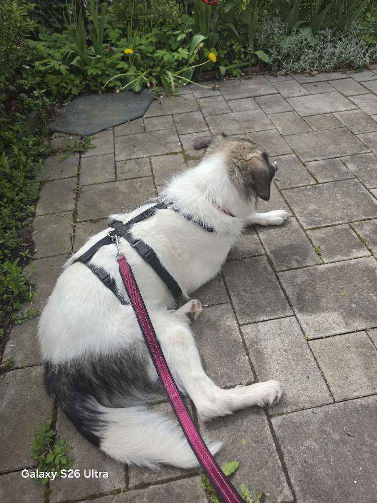 Hundetreffen-Haley sucht Kumpels zum Spielen.-Profilbild