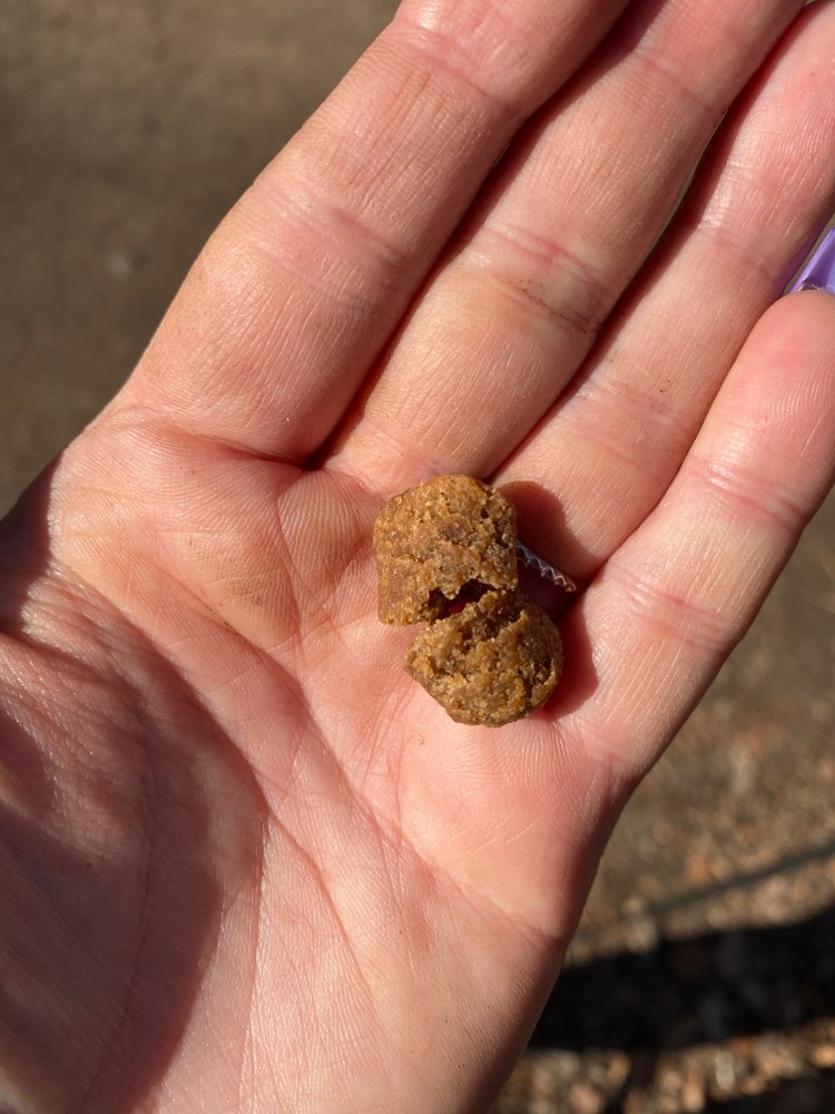 Giftköder-Köder, unklar ob giftig-Profilbild