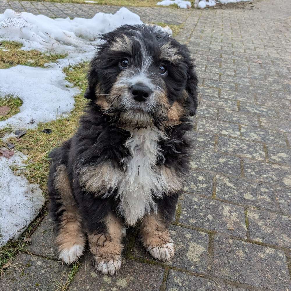 Hundetreffen-Welpen-Freunde gesucht-Profilbild