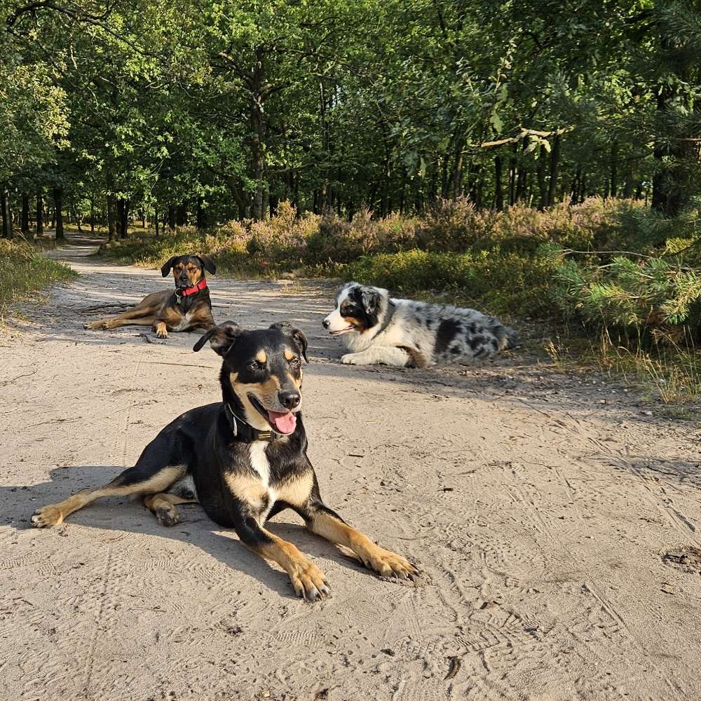 Hundetreffen-HUNDESPAZIERGÄNGE 4Jahre verspielter SUCHT-Profilbild