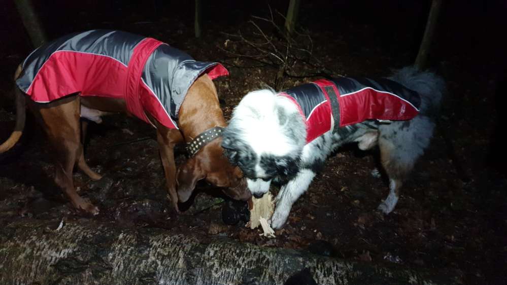 Hundetreffen-Hundetreffen, Abendspaziergänge-Profilbild