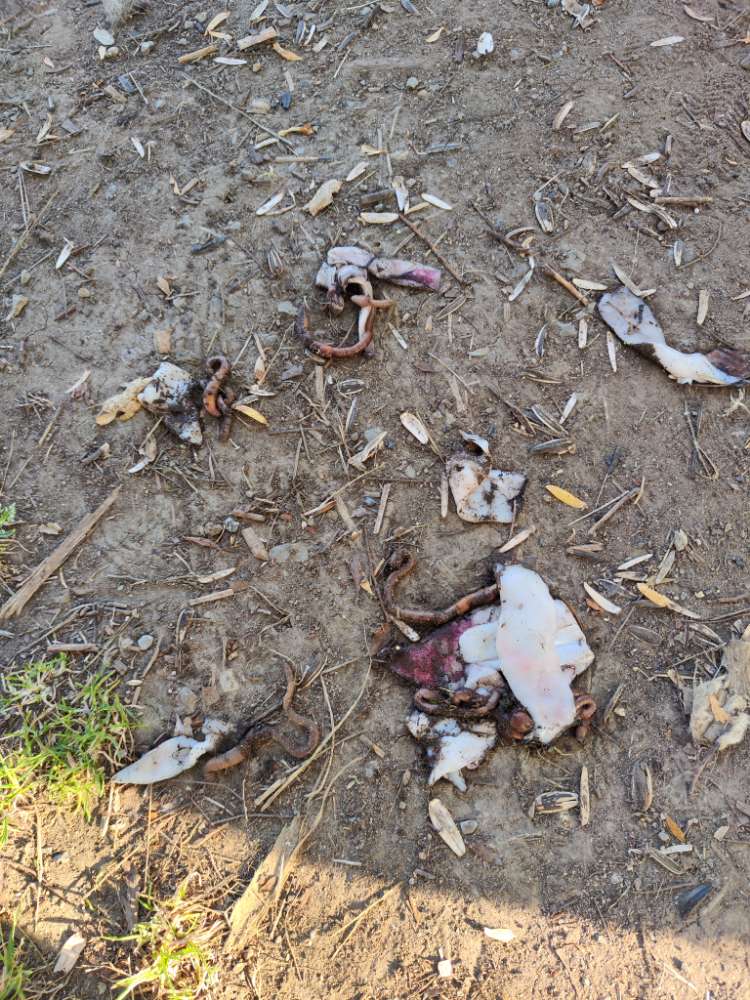 Giftköder-Fleisch oder Fischreste-Profilbild