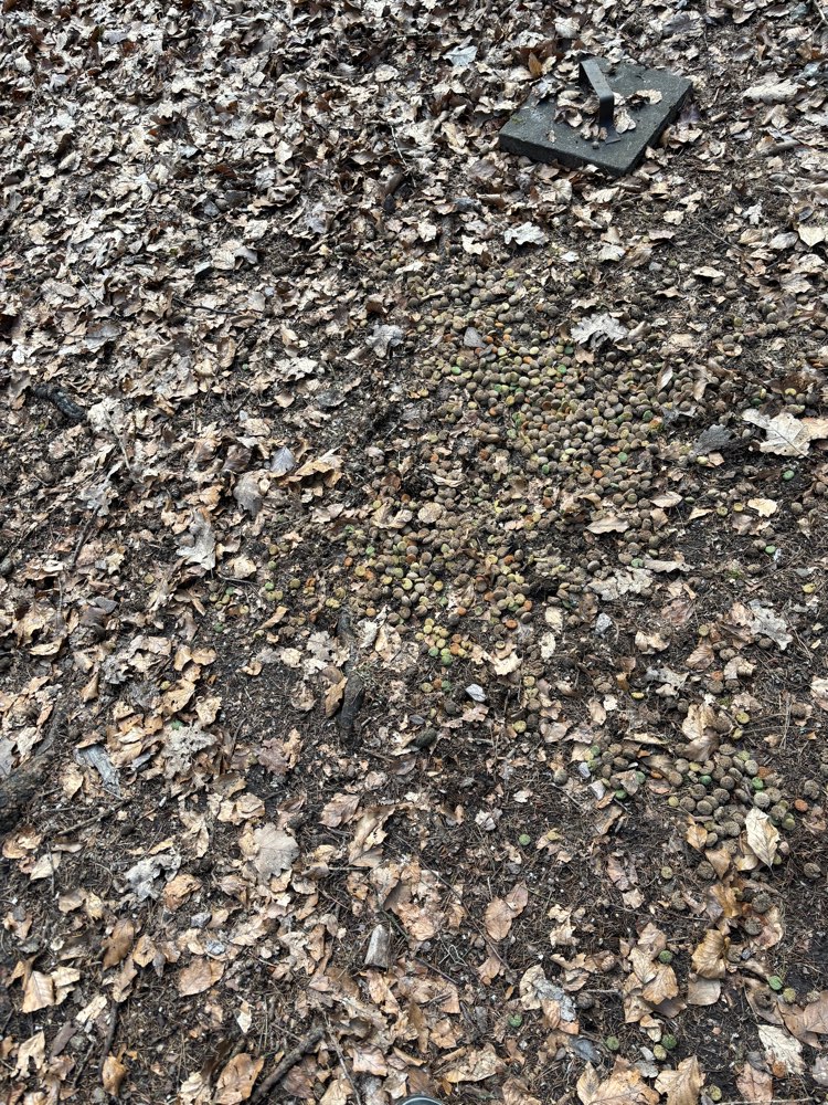 Giftköder-Buntes Hundefutter-Profilbild