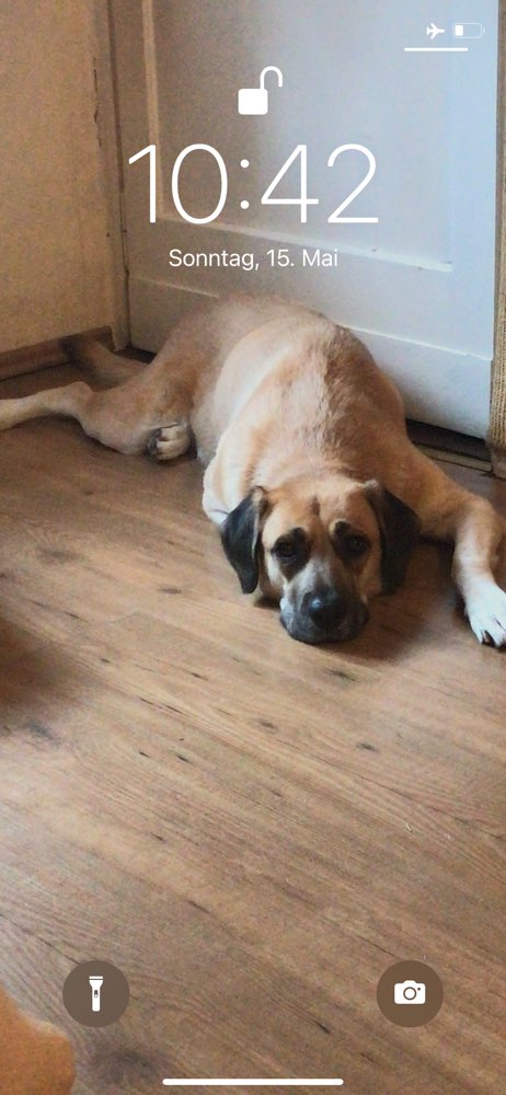 Hundetreffen-Spielgefährten gesucht-Profilbild