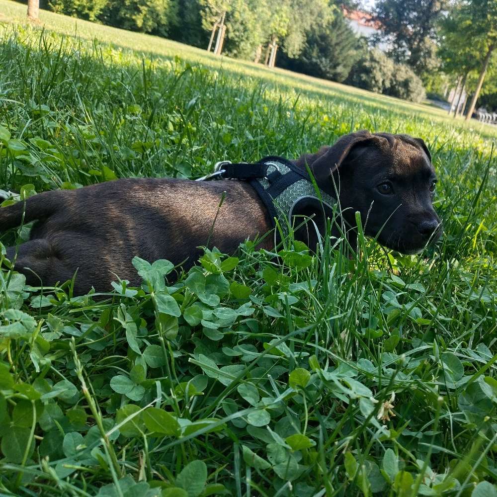Hundetreffen-Spielen und Sozialisieren-Profilbild