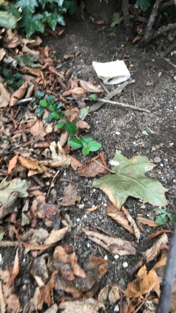 Giftköder-Knochen  im Gebüsch-Profilbild